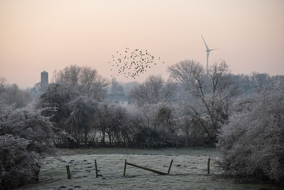 Eine raureifbelegte Landschaft mit einem vorbeiziehenden Vogelschwarm
