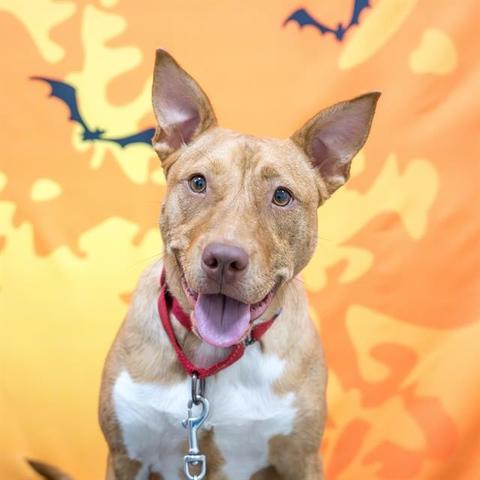 Miss Piggy sits in front of an orange halloween-themed back drop thats orange and yellow with black bats. She's looking at the camera with her mouth open in a smile. Her ears are pointy and standing at attention. She's mostly tan with a white chest. She's wearing a red collar. She's such a sweetie!
