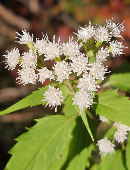 Close-up of a cluster of small, white, fluffy flowers with needle-like petals, growing from a green stem with jagged-edged leaves, with a blurred brown and red background.