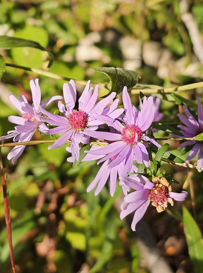 Close-up of a cluster of light purple aster flowers with bright purple-pink centers and seven or more long slim petals, growing among green foliage and branches, bathed in sunlight.