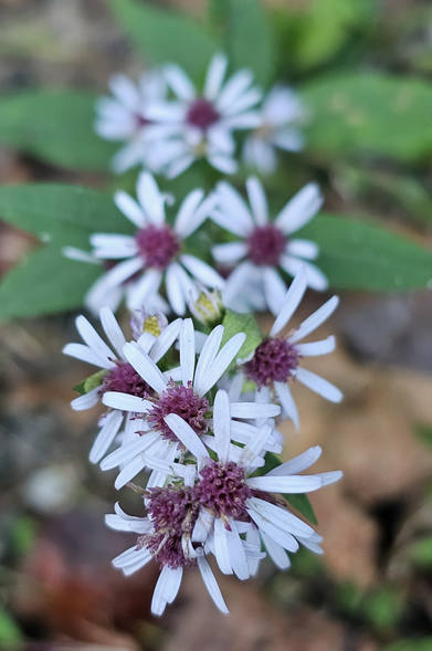 In the relative darkness of the forest understory, close-up of several daisy-like flowers with white petals surrounding dark purple centers, surrounded by green leaves and visible brown and green blurry background.