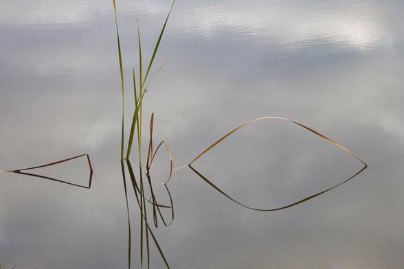 Einige aufrechte Halme und einige gebogene Halme spiegeln sich im ruhigen Wasser eines Sees. Die Reflexionen formen zarte geometrische Linien und Bögen, die an ein minimalistisches Zeichnen erinnern. Das Wasser ist still und spiegelt den hellgrauen Himmel.