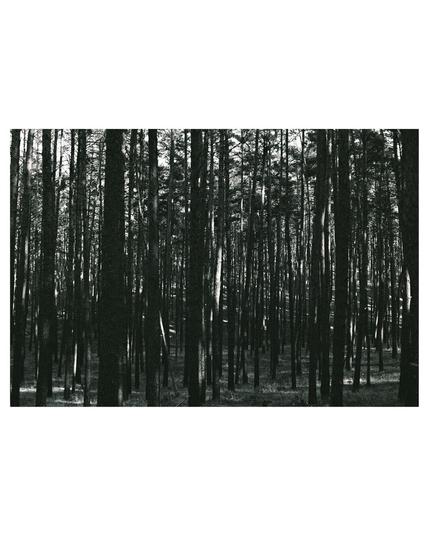 black and white photograph with strong contrasts, showing a forest with vertical lines of black trees crossing the whole frame, white sky pressing through at the top of the picture and diagnoal lines of light scrachting through the forest floor.
