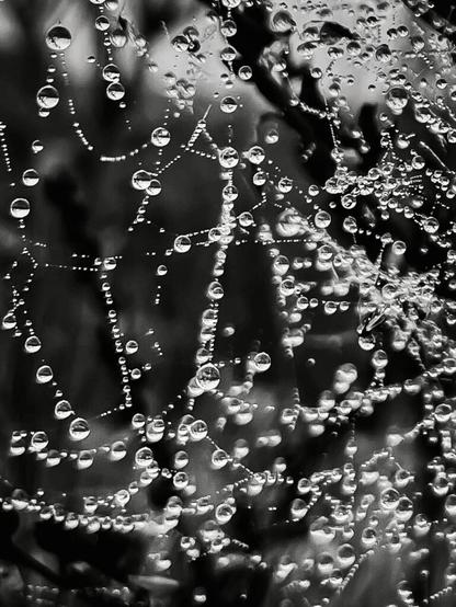 Tautropfen in einem Spinnennetz. Schwarzweißfoto.