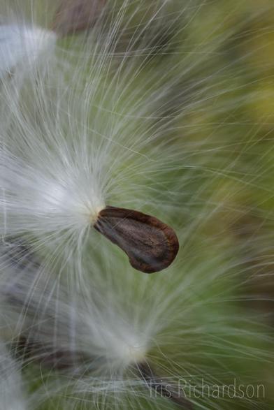 Milkweed seed with parachute macro photograph