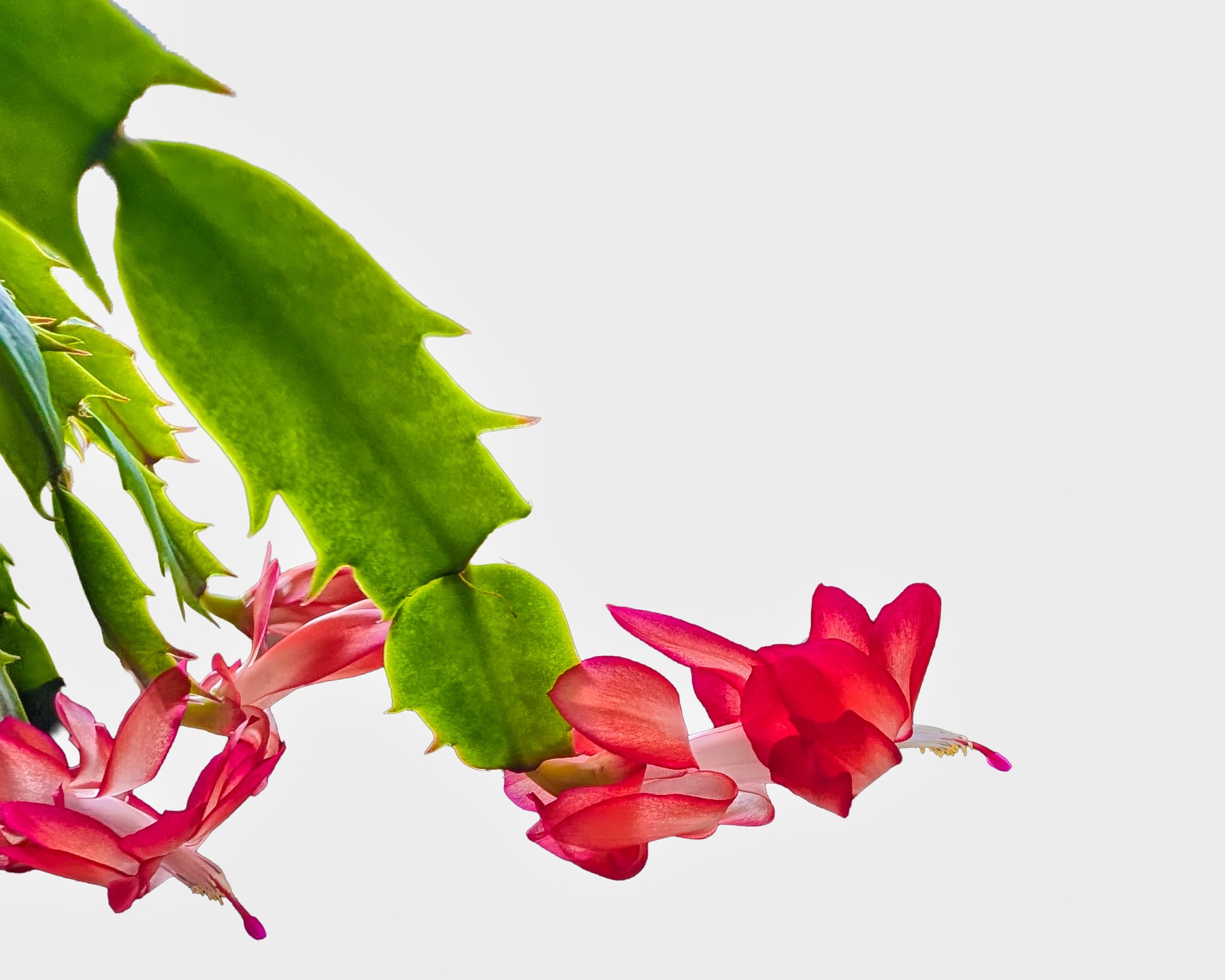 Pink and white blossoms of a Christmas catus
