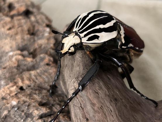 failthfull flower chafer beetle, loyally hanging in there