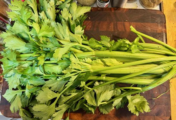 One bunch of leaf celery displayed on a cutting board. The green stalks are then, and the entire upper part of the bunch consists of green leaves.