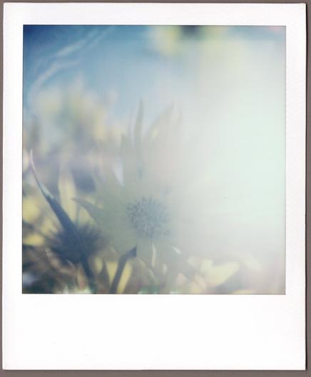 Close-up Polaroid of a Maximilian Sunflower in bloom, the light of the sun in the upper right blowing out almost all the detail and making the right half of the photo a white blur.