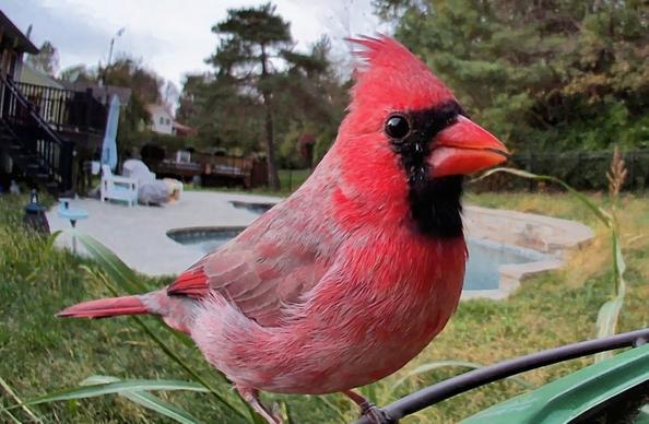 A red male cardinal perched in a bird feeder equipped with a camera.