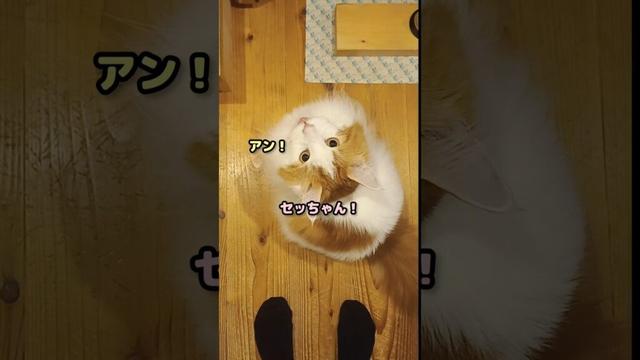 今日のセテさん #メインクーン #shorts #猫 #猫のいる暮らし#cat #mainecoon #catlover​  #catshorts​ #cute​ #cutecat​ #fyp​