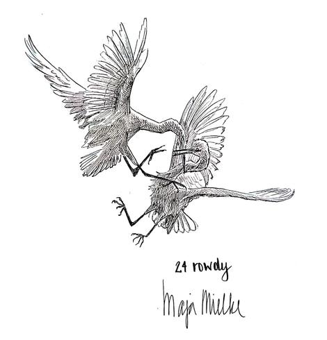 Pen and ink drawing of two fighting cranes.