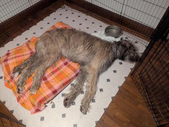 A large Irish Wolfhound asleep laying on his left side.  He is on a square of white linoleum placed on a wood floor, with the back half of his body on a large cushion with orange flannel.