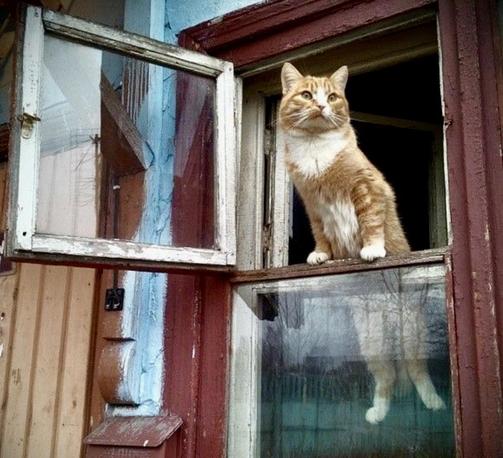 Een roodharige kat zit op de richel van een open raam en kijkt naar buiten. Het raamkozijn is van hout en licht verweerd, met afbladderende verf. De achtergrond toont een kleurrijke muur, de Kat kijkt naar de omgeving of er nog iets te beleven is.