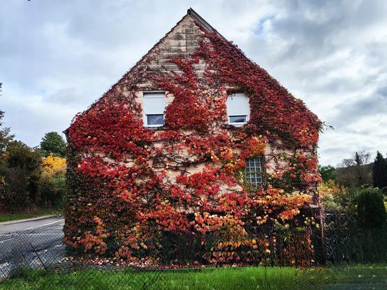 Altes Haus mit Weinfasade