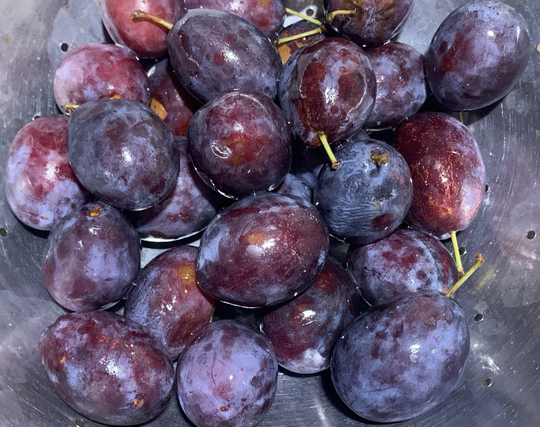 Einige gewaschene Zwetschgen vom Markt in einem Sieb.