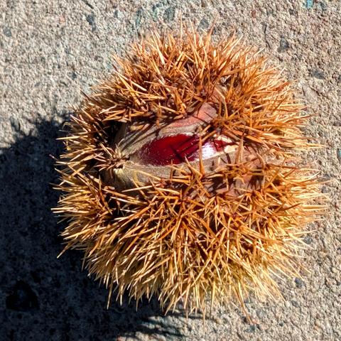 Auf einem Betonboden liegt eine stachelige kugelförmige Frucht. An der Oberseite ist sie aufgeplatzt. Durch den mandelförmigen Spalt ist eine glänzende dunkelbraune Kastanie zu sehen.