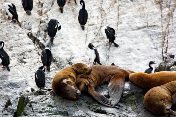Small sea lion sleeping on his mom’s body