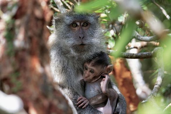 Monkey mother and child huging