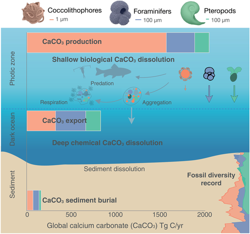 Unresolved pathways in oceanic CaCO3 cycling: The role of calcifying plankton and shallow water dissolution.
Three main calcifying plankton groups drive CaCO3 production and distinctively influence ocean alkalinity and biogeochemistry. Global CaCO3 fluxes reveal imbalances among production, export, and sediment burial. Biologically driven shallow water dissolution, mediated by predation, aggregation, and microbial respiration, plays a key yet often overlooked role.