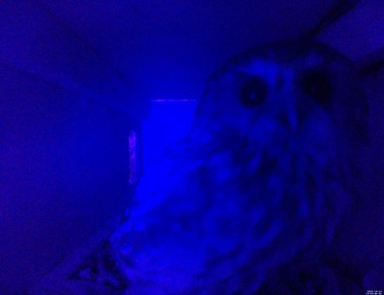 A ruru inside a nest box looking at the camera. The picture is low resolution and blue/black due to the infrared camera.