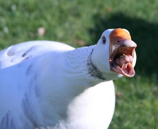 Angry goose asking: "what are the birds saying"!?

But text only in the alt, hehe