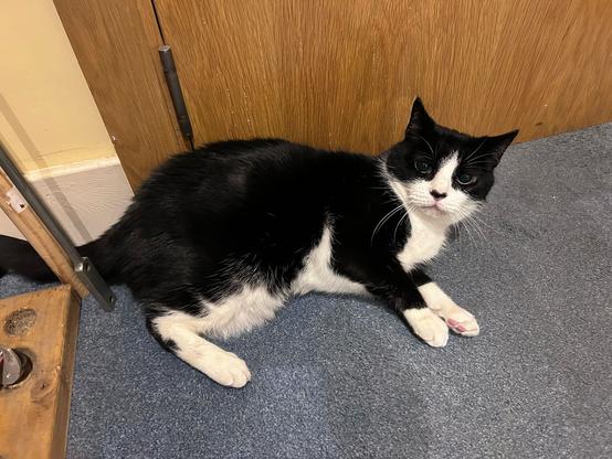 Black and white cat lying in front of a closed door