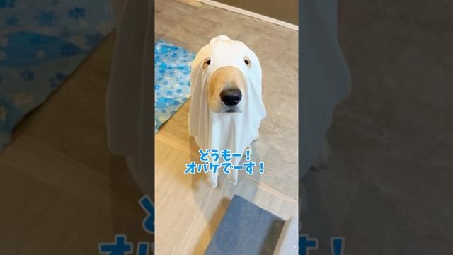 お菓子はもらうけどイタズラはやめないよ #大型犬 #ゴールデンレトリバー