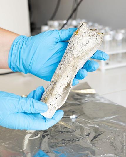Foto: Zwei Hände mit blauen Handschuhen halten einen großen Knochen auf Aluminiumfolie im Labor.