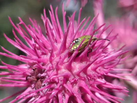 Bug (stink bug) on a castor oil plant fruit