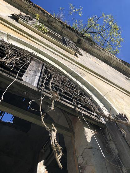 Blick nach oben entland einer Hausfassade; die Reste des Holzrahmens in einem Fensterbogen und darüber der Rahmen eines weiteren Fensters ist erkennbar. Ein vom Dach wachsender Baum präsentiert sich vor dem Himmelblau rechts oben im Bild.