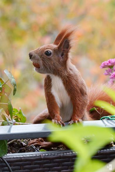 Ein Eichhörnchen steht aufrecht in einem Blumenkasten. Es schaut sich mit einer Haselnuss im Maul interessiert um.