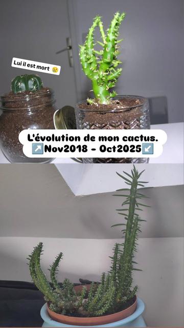 2 cactus : Screen de story insta en seize neuvième vertical. Deux photos se superposent l'une au dessus de l'autre.
Le premier est un petit cactus (oponce subulé) d'environ 10cm de haut dans un petit pot en verre. Il est vert clair pétant.

Le second est un cactus de la même espèce (oponce subulé) mais beaucoup plus développé, avec beaucoup de branches assez hautes, d'environ 20, 25cm. Il est d'un vert plus sombre.

Un texte entre les deux photos : L'évolution de mon cactus [flèche vers le haut] Novembre 2018 - [flèche vers le bas] Octobre 2025.

Un troisième cactus rond apparaît sur le photo de 2018. Un texte dit : lui il est mort [smiley triste]