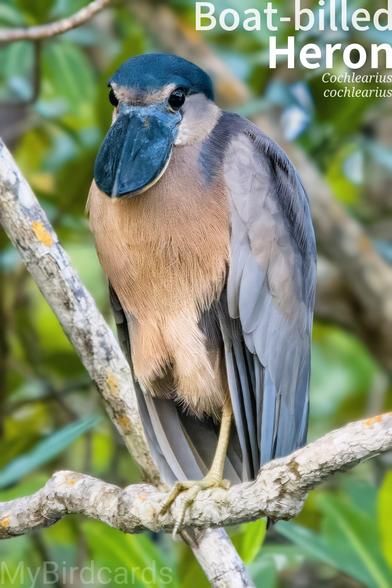 🌎 Boat-billed Heron (Cochlearius cochlearius) 

The Boat-billed Heron, or Boatbill for short, is a stocky, medium-sized heron recognizable by its massive, broad, scoop-like black bill and prominent black crest. Adults have pale gray to white plumage with a chestnut belly and black flanks. It's distributed in mangrove swamps and wooded margins of freshwater wetlands across Central and South America (from Mexico to Brazil). This heron is primarily nocturnal, roosting silently by day, and foraging at night. It hunts by standing still or slowly stalking, using its unique bill to scoop up fish, crustaceans, and insects in shallow water. Five subspecies are recognised. 2.5 Flash (Edited) 

Conservation status: Least Concern (IUCN 3.1)

Fun fact: To aid its nighttime hunting, the Boat-billed Heron has huge, dark eyes that are adapted for excellent low-light vision. 

📷: Photo by Drosera74 via Pixabay 
https://pixabay.com/photos/costa-rica-heron-nature-bird-9847022/

BIQG