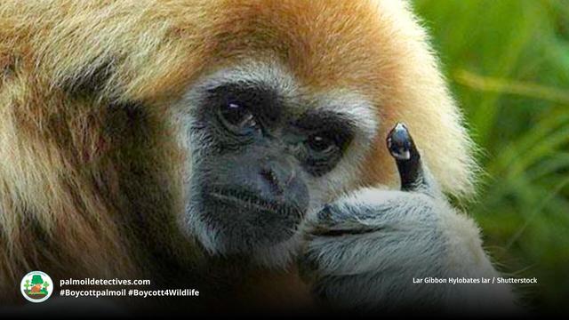 It's #InternationalGibbonDay 🐵🐒 #Gibbons sing sunrise duets 🎶 Their swinging arms make them the fastest moving #apes, as fast a racehorse galloping! #Gibbon species are threatened by #deforestation: #palmoil #mining #BoycottPalmOil #Boycott4Wildlife https://palmoildetectives.com/2021/01/29/northern-white-cheeked-gibbon-nomascus-leucogenys/?utm_source=mastodon&utm_medium=Palm+Oil+Detectives&utm_campaign=publer