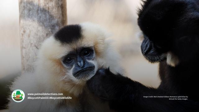 It's #InternationalGibbonDay 🐵🐒 #Gibbons sing sunrise duets 🎶 Their swinging arms make them the fastest moving #apes, as fast a racehorse galloping! #Gibbon species are threatened by #deforestation: #palmoil #mining #BoycottPalmOil #Boycott4Wildlife https://palmoildetectives.com/2021/01/29/northern-white-cheeked-gibbon-nomascus-leucogenys/?utm_source=mastodon&utm_medium=Palm+Oil+Detectives&utm_campaign=publer