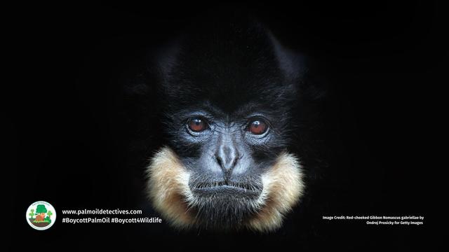 It's #InternationalGibbonDay 🐵🐒 #Gibbons sing sunrise duets 🎶 Their swinging arms make them the fastest moving #apes, as fast a racehorse galloping! #Gibbon species are threatened by #deforestation: #palmoil #mining #BoycottPalmOil #Boycott4Wildlife https://palmoildetectives.com/2021/01/29/northern-white-cheeked-gibbon-nomascus-leucogenys/?utm_source=mastodon&utm_medium=Palm+Oil+Detectives&utm_campaign=publer