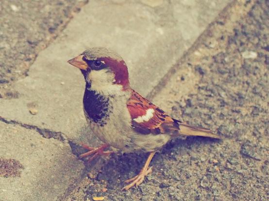 The sparrow sitting on the asphalt, with one paw on the border stone. The bird is looking far away from the left of the camera.