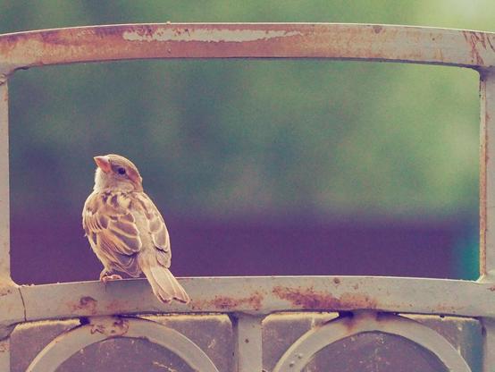 The sparrow lit by Sun, sitting on the metal fence. The sparrow turned the head back to look to the camera.
