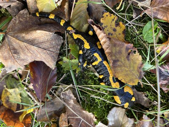 Ein Feuersalamander steht im herbstlichen Laub, bildfüllend. Mit seiner schwarz-gelben Farbe ist er fast nicht vom Untergrund voller gelber, grüner und brauner Blätter zu unterscheiden.