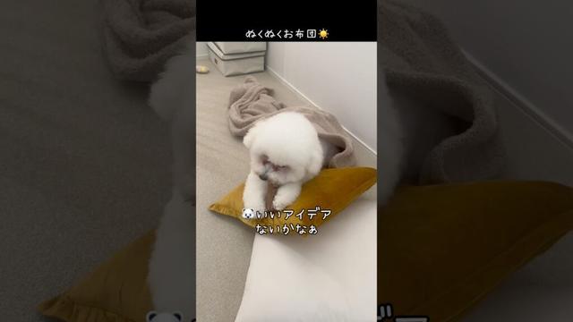 さむい日のお布団🛌最高だよね?✨【ビションフリーゼ】【コパン】
