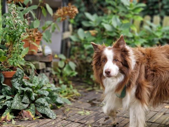 Hund auf herbstlicher Terrasse