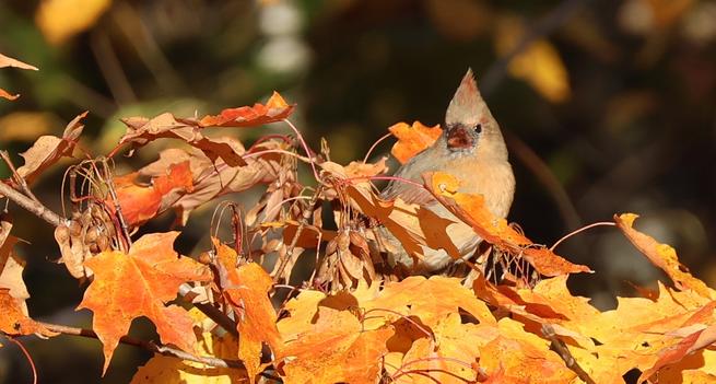 A female cardinal with beige plumage with tinges of red on its wings, tail, and crest on her head, and a reddish beak sits on the branch of a maple tree with leaves of bright orange.