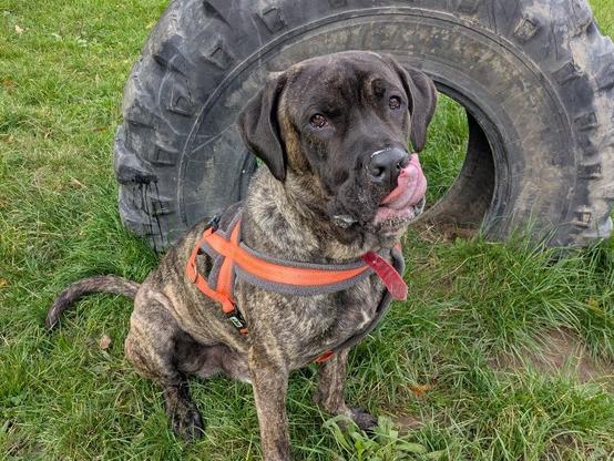 Cheeks, a two‑year‑old Cane Corso Mastiff, licking his lips while sitting on the grass in front of a tyre at the RSPCA Llys Nini Animal Centre, available for adoption.