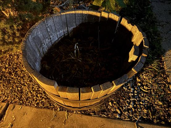 An old wooden barrel on the inside corner of a path.
There's a sad twig in the middle; the corpse of some long dead bush.
The barrel is rotting and falling apart.