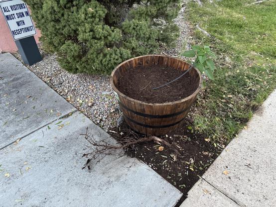 A wooden planter
Bulbs hidden under the soil
Waiting for springtime