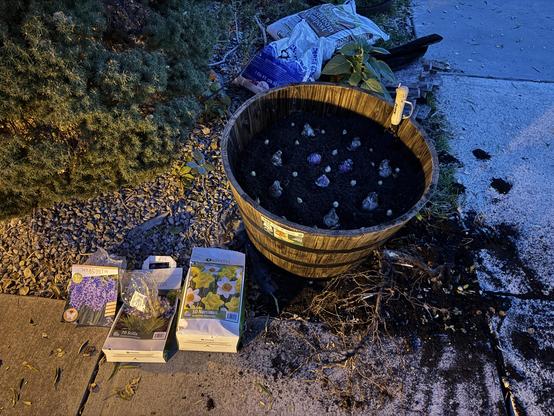Wooden planting barrel with bulbs lined up on the soil about to be covered
