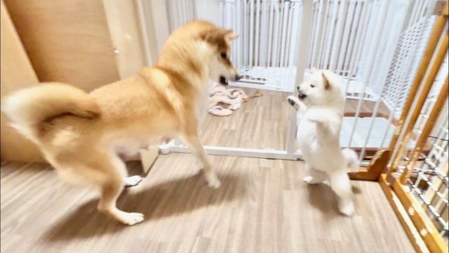 【柴犬 子犬】見てて飽きないくらい目まぐるしく変わる子犬たちの遊ぶ姿はこちら