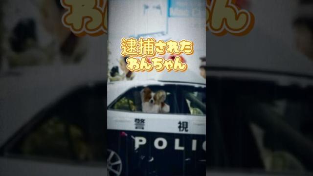 【速報ニュース】逮捕されたわんちゃん#かわいいパピヨン#かわいい# papillon#いぬのいるくらし#リーナ#逮捕される犬