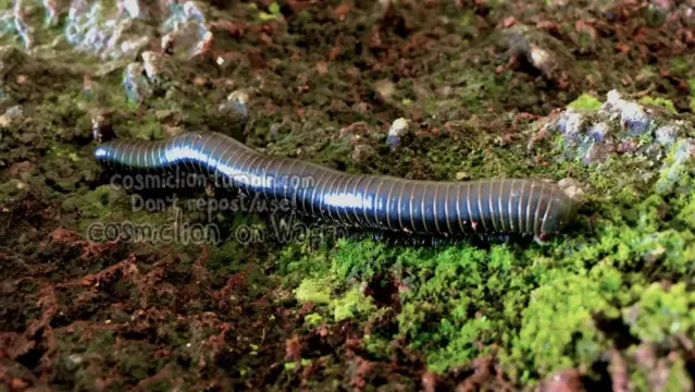 Digital photography of a milipede on a rocky surface covered in moss.